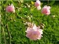 roza pedndula fery